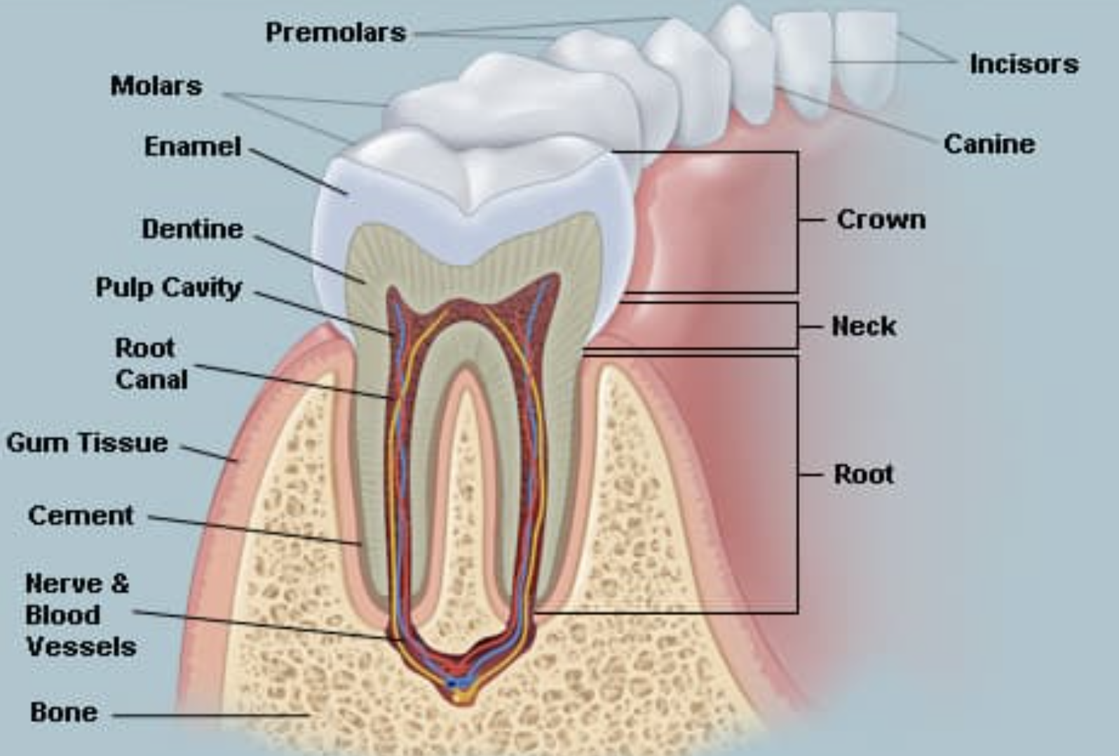 Тип строения зуба. Строение зуба анатомия латынь. Анатомическое строение зуба стоматология. Схема строения зуба. Строение зуба в разрезе.